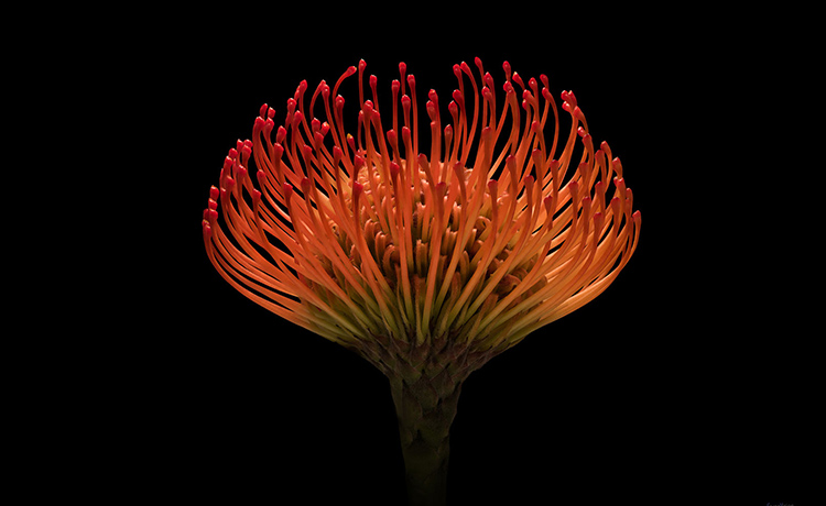 百里如歌的個(gè)人主頁(yè)（封面預(yù)覽） - 主頁(yè)封面設(shè)置 - 站酷設(shè)計(jì)師百里如歌原創(chuàng)素材 - 站酷ZCOOL