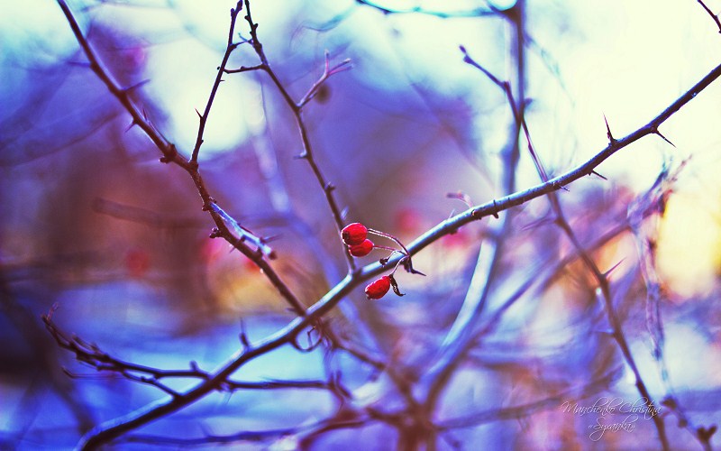 Rainkin_琴的個人主頁（封面預覽） - 主頁封面設置 - 站酷設計師Rainkin_琴原創(chuàng)素材 - 站酷ZCOOL