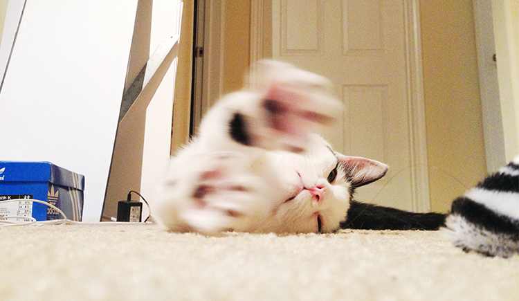 LBB魔小羯的個(gè)人主頁(yè)（封面預(yù)覽） - 主頁(yè)封面設(shè)置 - 站酷設(shè)計(jì)師LBB魔小羯原創(chuàng)素材 - 站酷ZCOOL