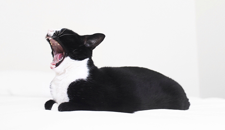 Susuer的個(gè)人主頁（封面預(yù)覽） - 主頁封面設(shè)置 - 站酷設(shè)計(jì)師Susuer原創(chuàng)素材 - 站酷ZCOOL