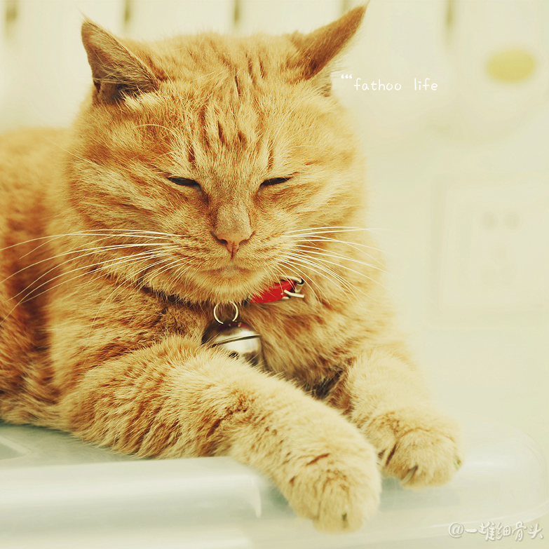 baggiokiva的个人主页（封面预览） - 主页封面设置 - 站酷设计师baggiokiva原创素材 - 站酷ZCOOL