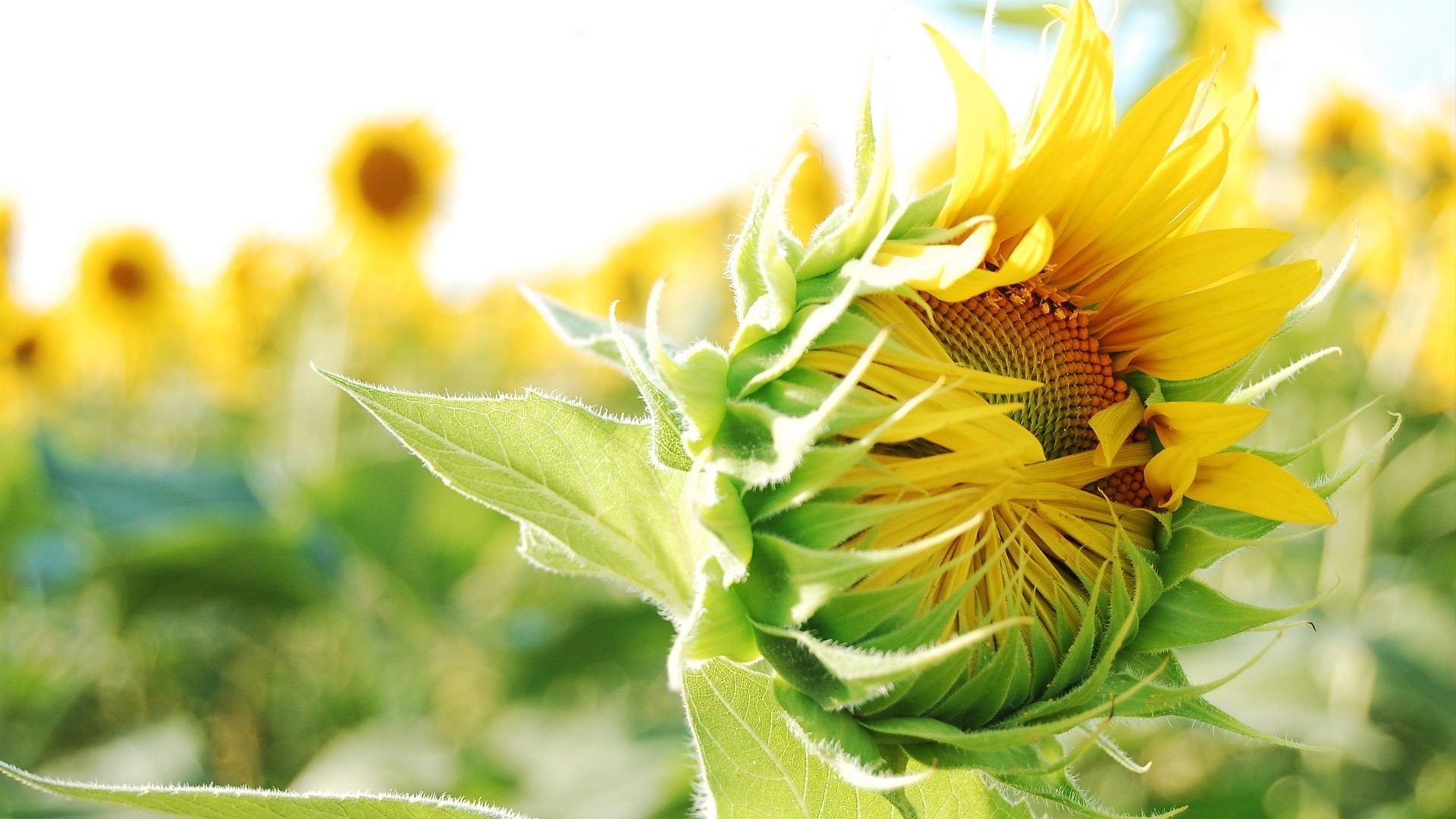 吃既是正義的個(gè)人主頁(yè)（封面預(yù)覽） - 主頁(yè)封面設(shè)置 - 站酷設(shè)計(jì)師吃既是正義原創(chuàng)素材 - 站酷ZCOOL