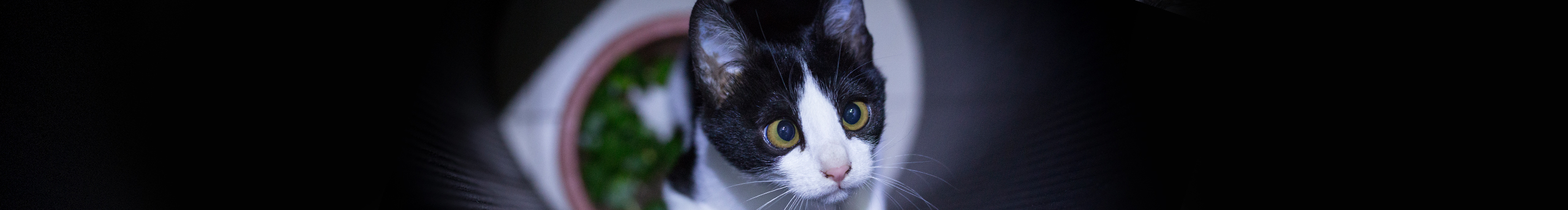 阿白6991的个人主页（封面预览） - 主页封面设置 - 站酷设计师阿白6991原创素材 - 站酷ZCOOL