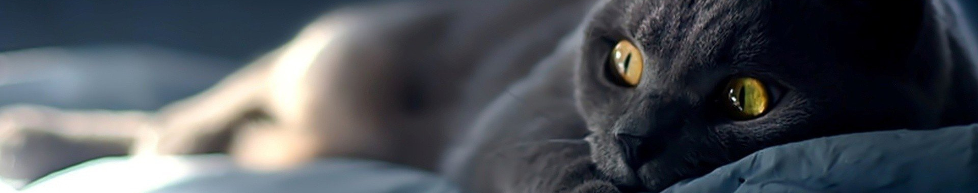 丁丁当的个人主页（封面预览） - 主页封面设置 - 站酷设计师丁丁当原创素材 - 站酷ZCOOL