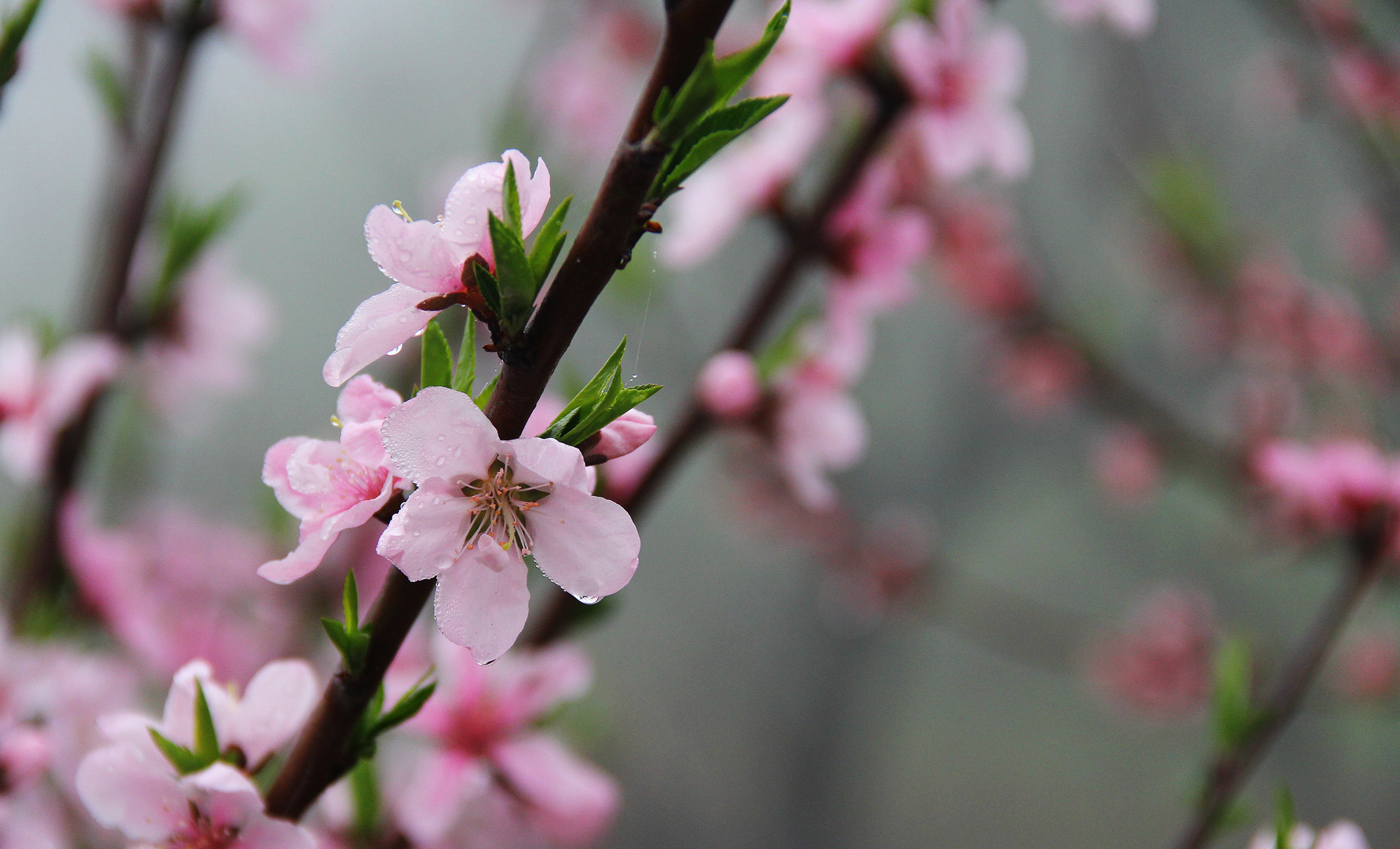 Nancy周新的個(gè)人主頁（封面預(yù)覽） - 主頁封面設(shè)置 - 站酷設(shè)計(jì)師Nancy周新原創(chuàng)素材 - 站酷ZCOOL
