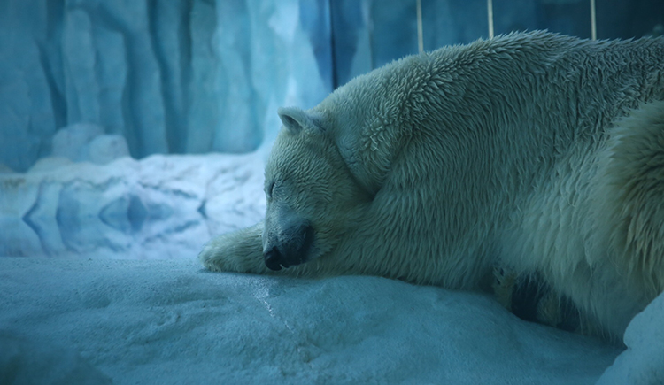 liveo17的个人主页（封面预览） - 主页封面设置 - 站酷设计师liveo17原创素材 - 站酷ZCOOL