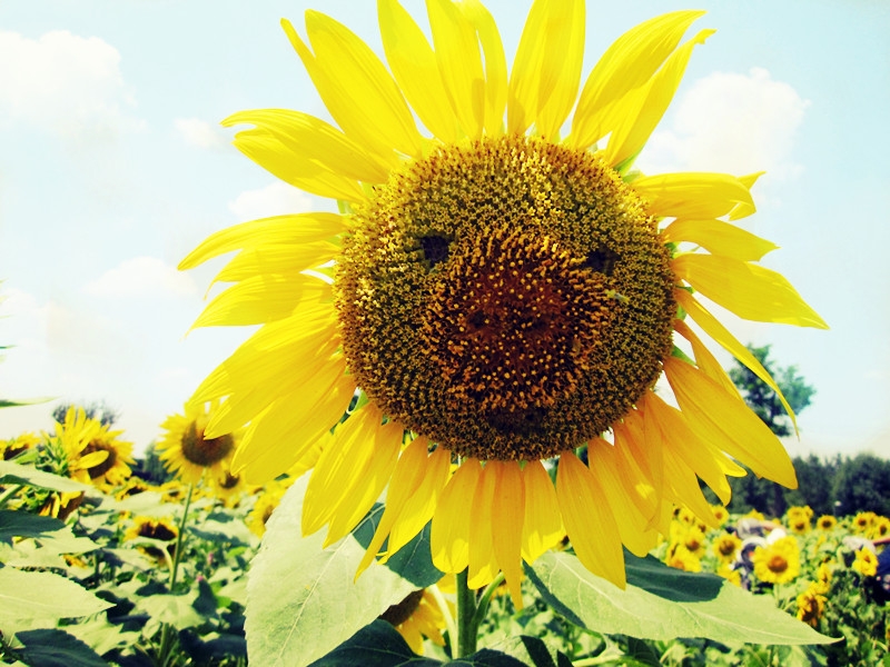 花小咪的個(gè)人主頁(yè)（封面預(yù)覽） - 主頁(yè)封面設(shè)置 - 站酷設(shè)計(jì)師花小咪原創(chuàng)素材 - 站酷ZCOOL