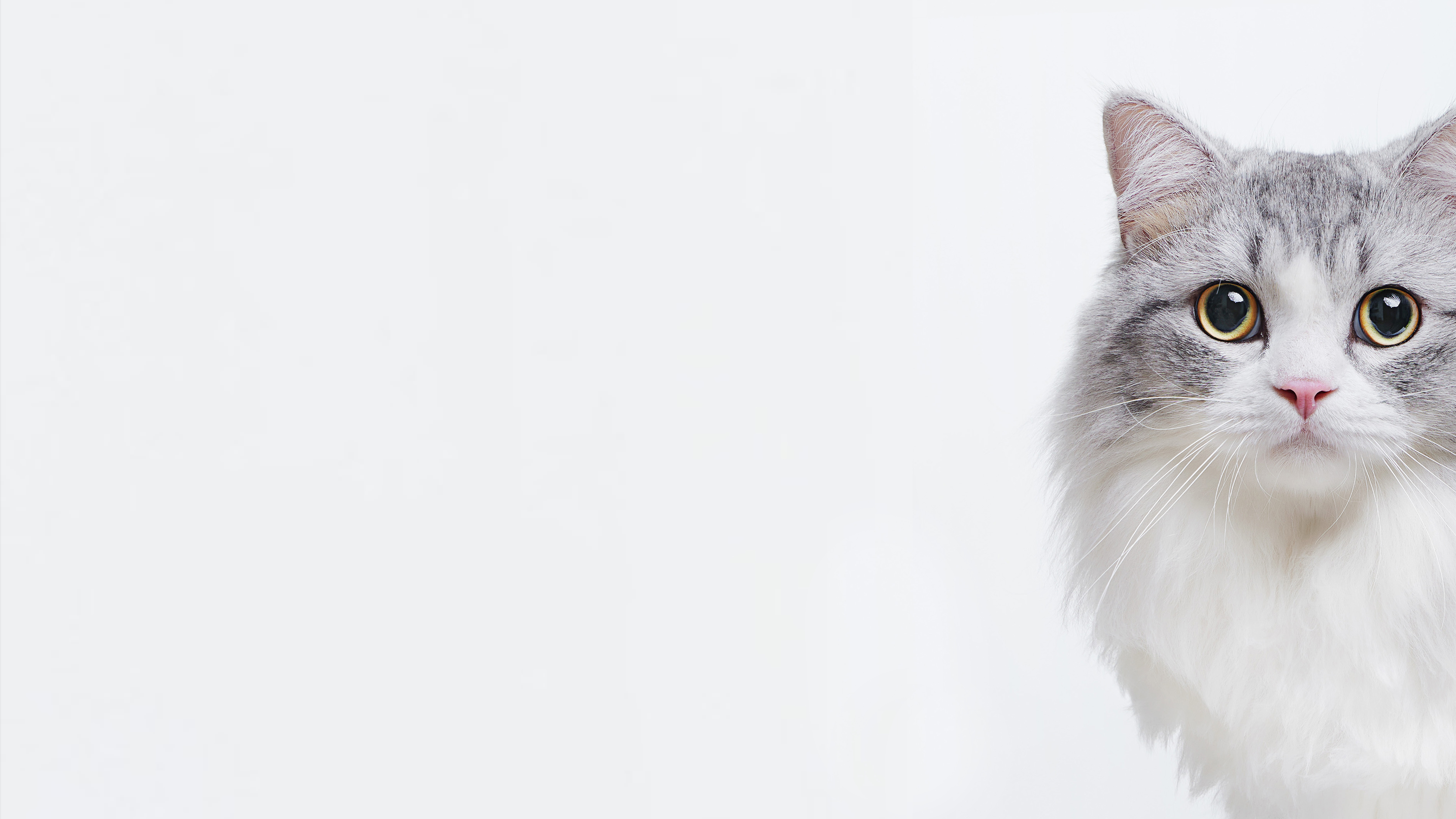 百口莫言的个人主页（封面预览） - 主页封面设置 - 站酷设计师百口莫言原创素材 - 站酷ZCOOL