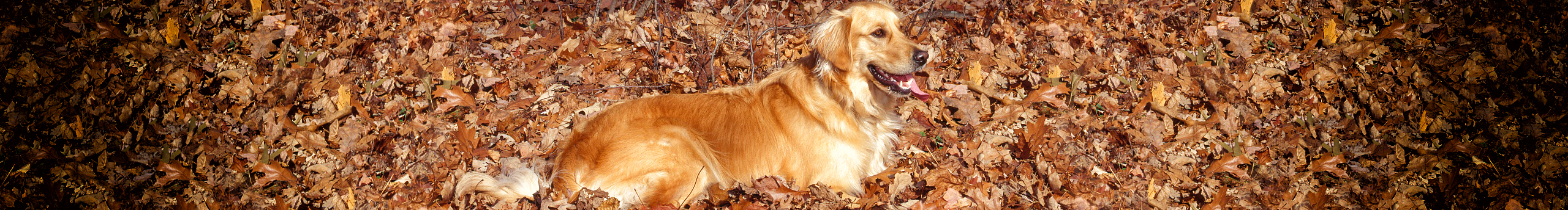 1312971346的个人主页（封面预览） - 主页封面设置 - 站酷设计师1312971346原创素材 - 站酷ZCOOL