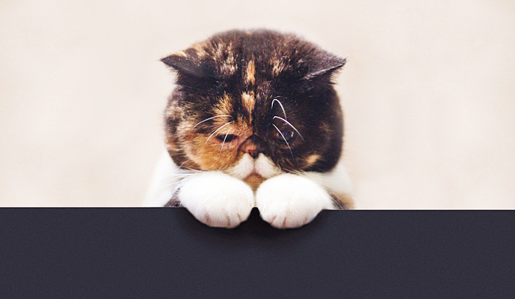 靜靜的妮子啊的個(gè)人主頁（封面預(yù)覽） - 主頁封面設(shè)置 - 站酷設(shè)計(jì)師靜靜的妮子啊原創(chuàng)素材 - 站酷ZCOOL