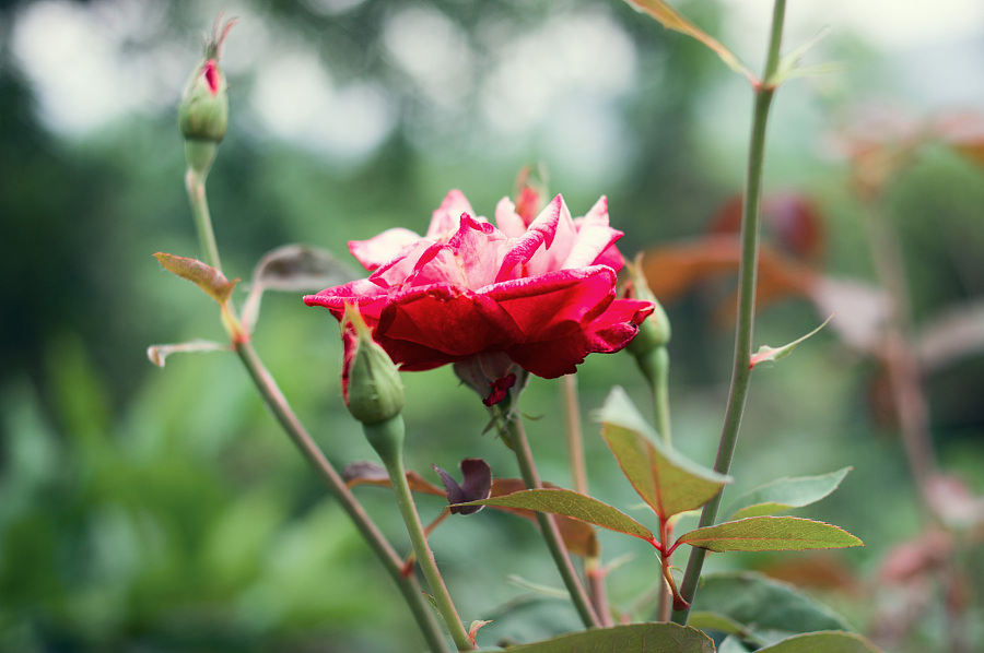 灰葬夢魘的個(gè)人主頁（封面預(yù)覽） - 主頁封面設(shè)置 - 站酷設(shè)計(jì)師灰葬夢魘原創(chuàng)素材 - 站酷ZCOOL