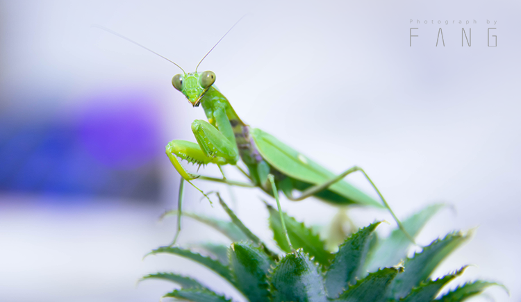 fyixi的个人主页（封面预览） - 主页封面设置 - 站酷设计师fyixi原创素材 - 站酷ZCOOL