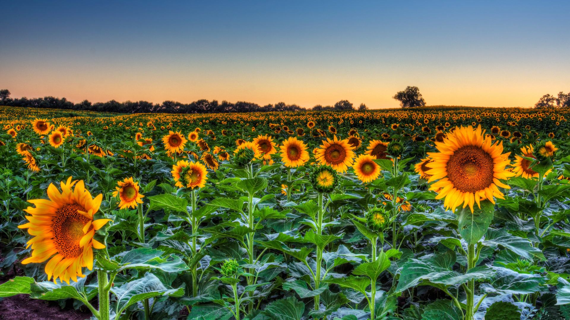 蒼狗大王的個人主頁（封面預(yù)覽） - 主頁封面設(shè)置 - 站酷設(shè)計師蒼狗大王原創(chuàng)素材 - 站酷ZCOOL