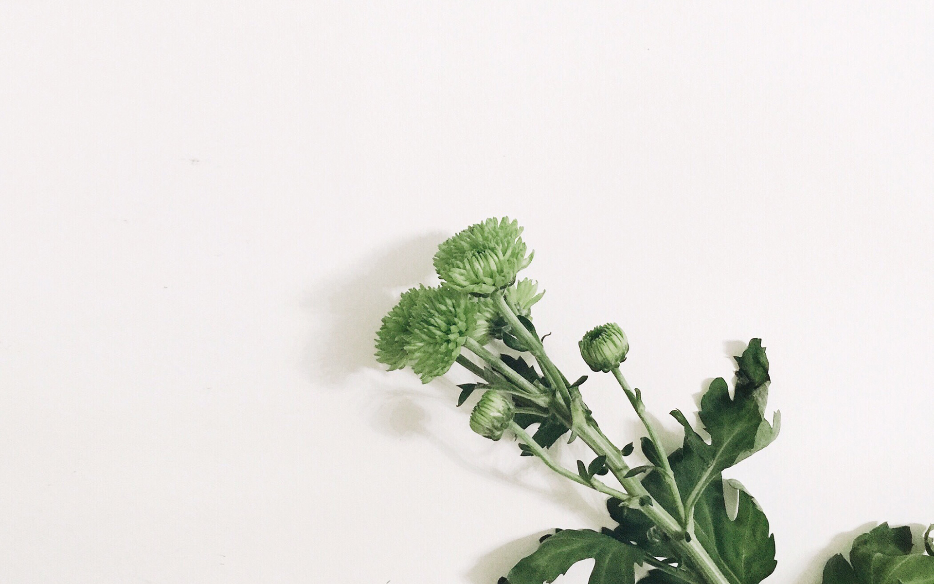 酸漿君的個人主頁（封面預覽） - 主頁封面設置 - 站酷設計師酸漿君原創(chuàng)素材 - 站酷ZCOOL