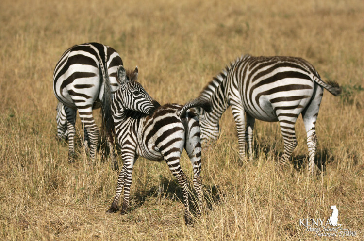 蜀彪的個人主頁（封面預覽） - 主頁封面設置 - 站酷設計師蜀彪原創(chuàng)素材 - 站酷ZCOOL