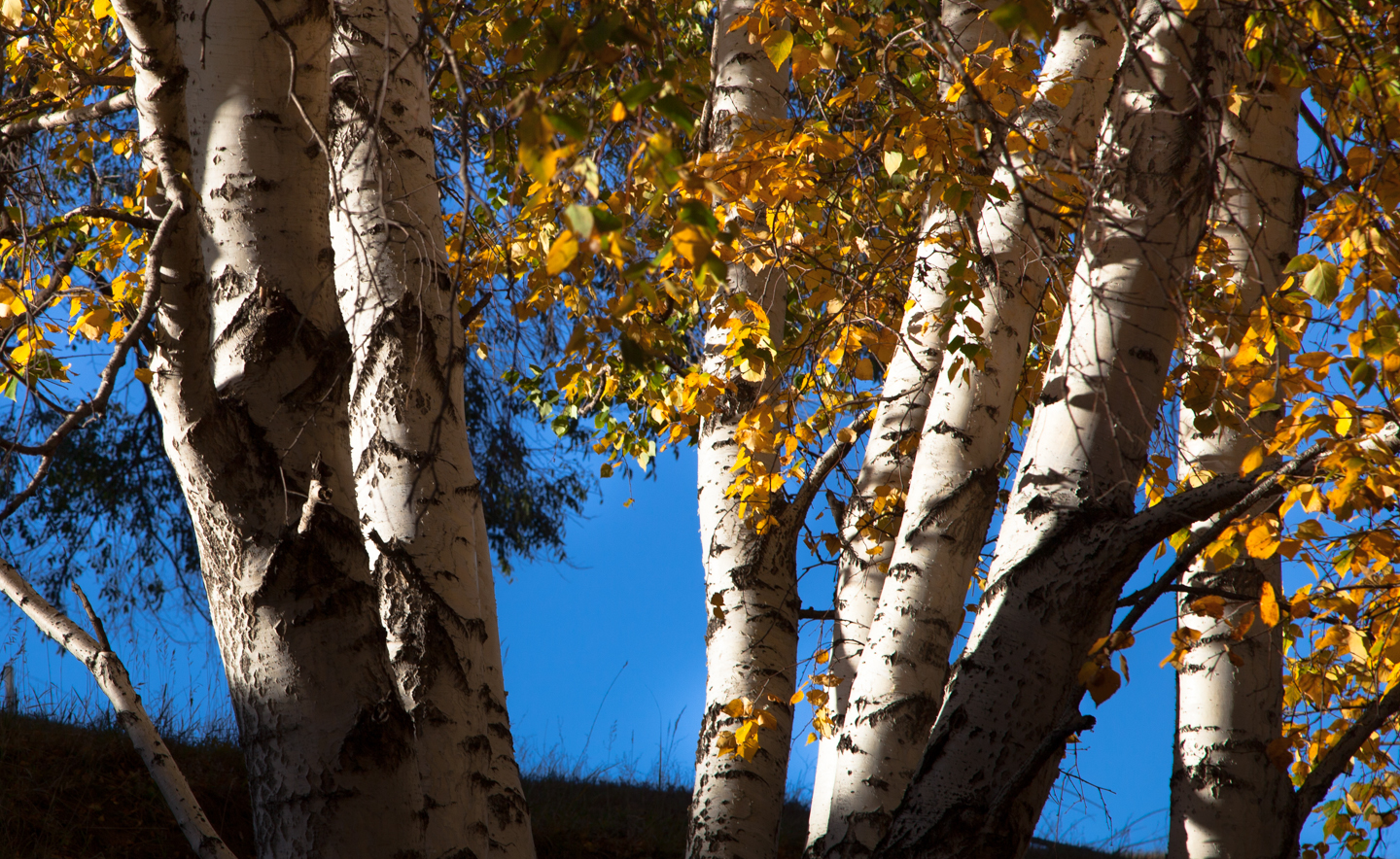 伟锅锅的个人主页（封面预览） - 主页封面设置 - 站酷设计师伟锅锅原创素材 - 站酷ZCOOL