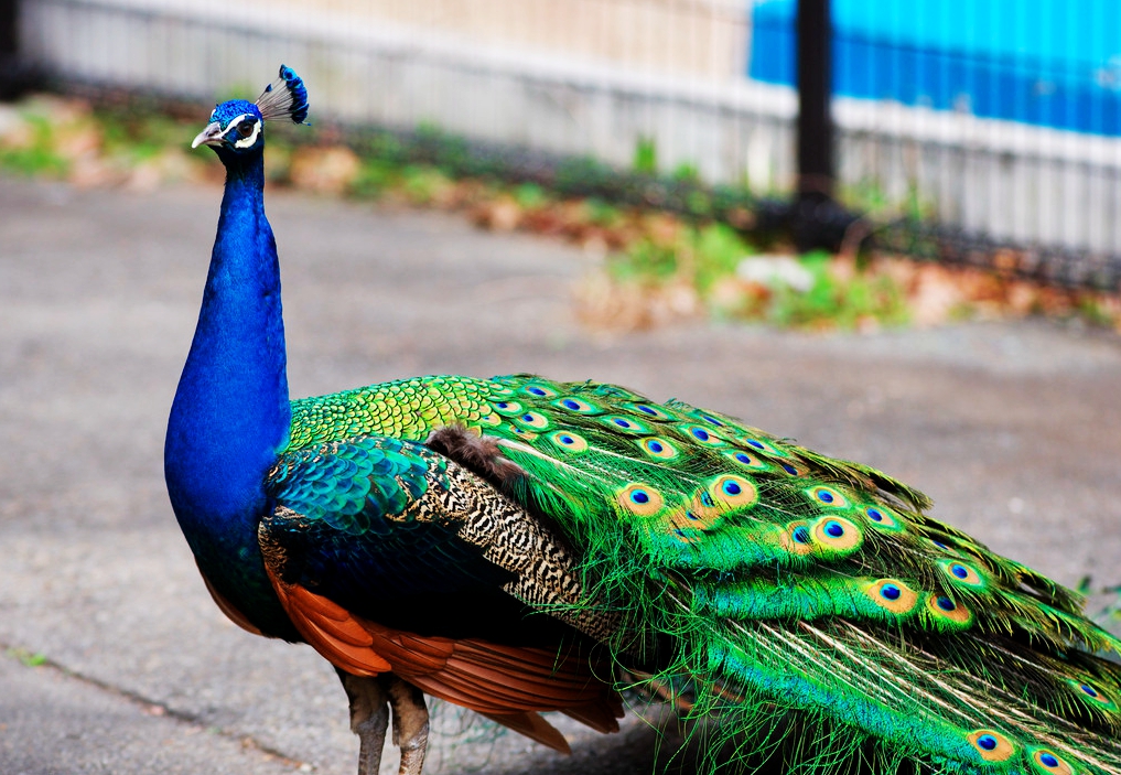 大孔雀的创作历程 - 站酷 (zcool)