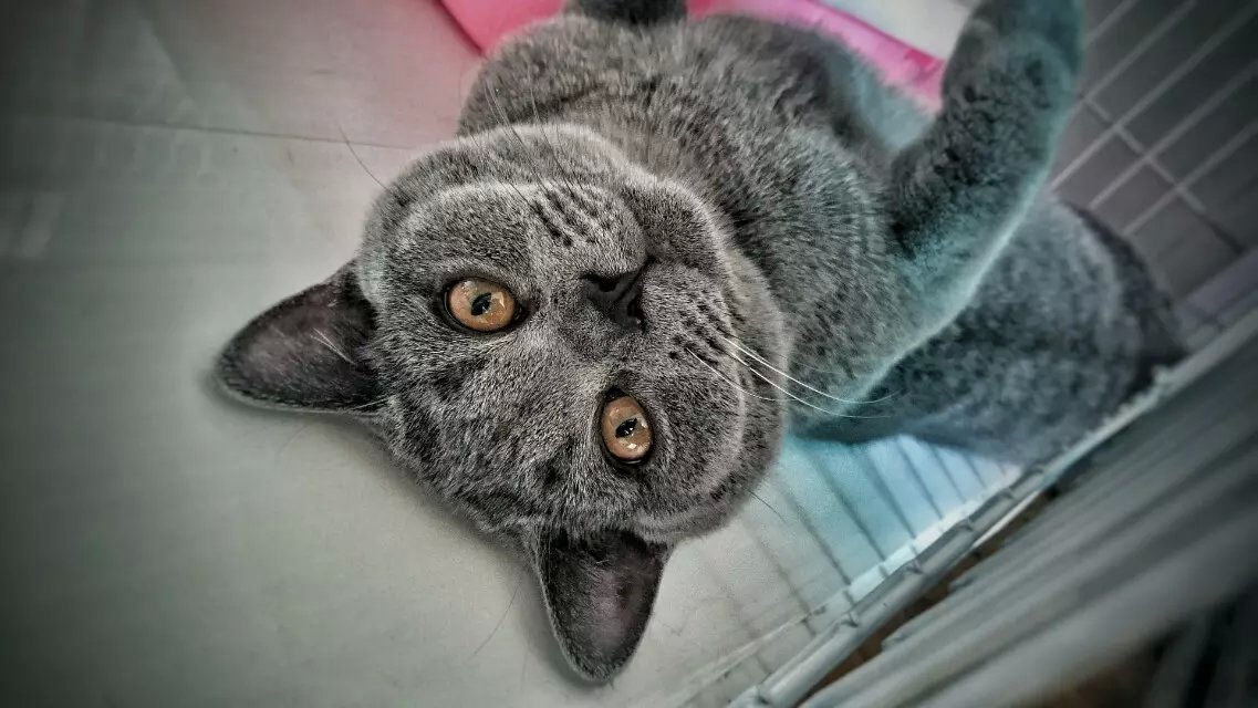 葱花花cmgt的个人主页（封面预览） - 主页封面设置 - 站酷设计师葱花花cmgt原创素材 - 站酷ZCOOL