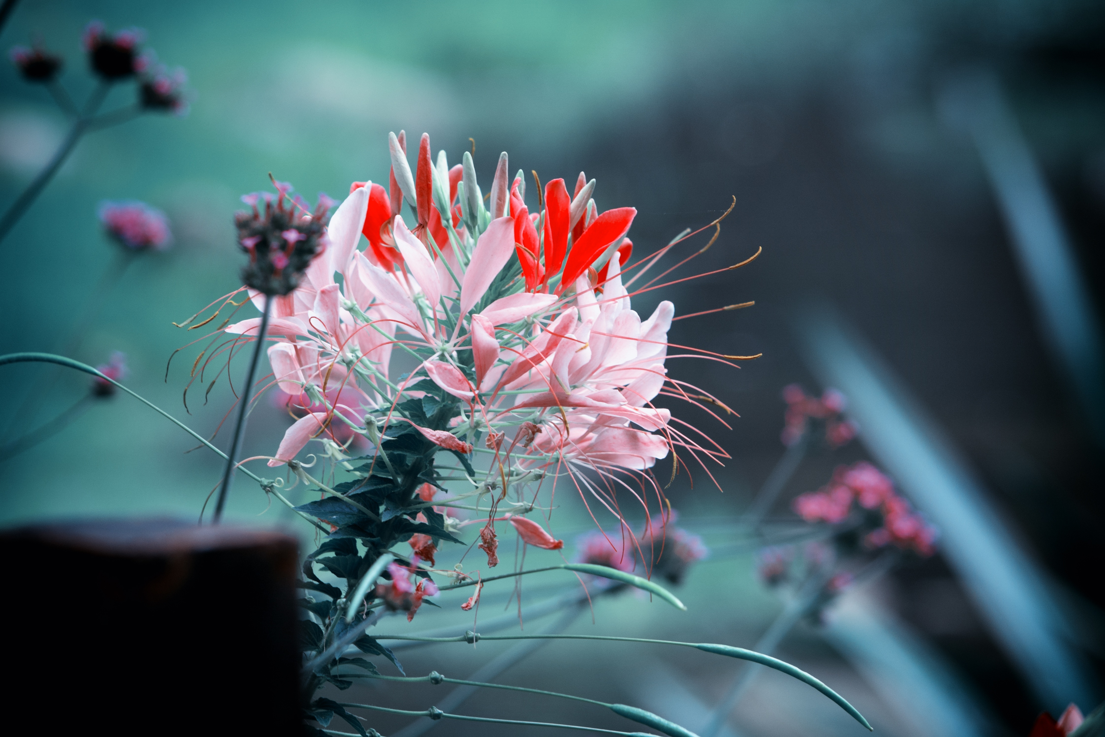 媚兒i的個人主頁（封面預(yù)覽） - 主頁封面設(shè)置 - 站酷設(shè)計師媚兒i原創(chuàng)素材 - 站酷ZCOOL