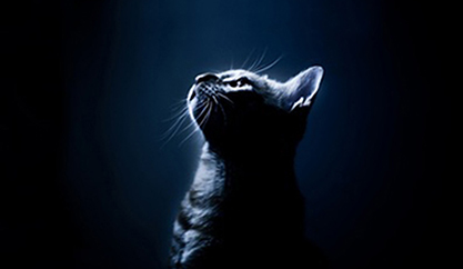 cat476013678的个人主页(封面预览) - 主页封面设置 - 站酷设计师cat476013678原创素材 - 站酷ZCOOL