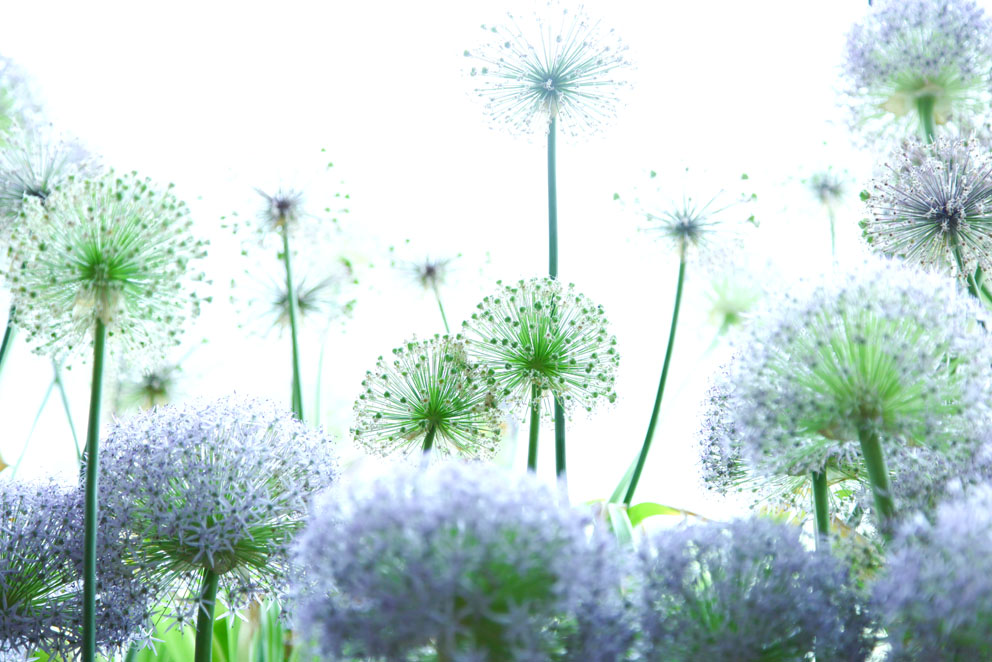 蘇打西柚的個人主頁（封面預(yù)覽） - 主頁封面設(shè)置 - 站酷設(shè)計(jì)師蘇打西柚原創(chuàng)素材 - 站酷ZCOOL