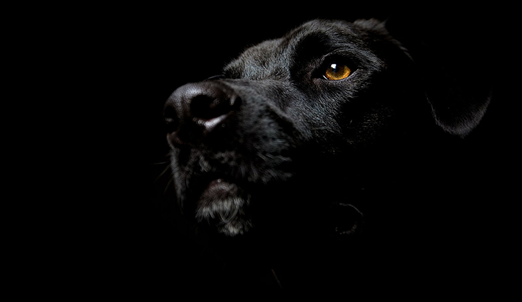 聪明最聪明的个人主页（封面预览） - 主页封面设置 - 站酷设计师聪明最聪明原创素材 - 站酷ZCOOL