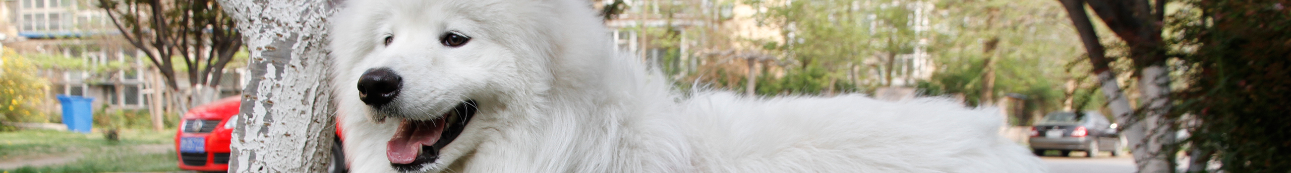 戴樣旋豬豬的個人主頁（封面預(yù)覽） - 主頁封面設(shè)置 - 站酷設(shè)計師戴樣旋豬豬原創(chuàng)素材 - 站酷ZCOOL