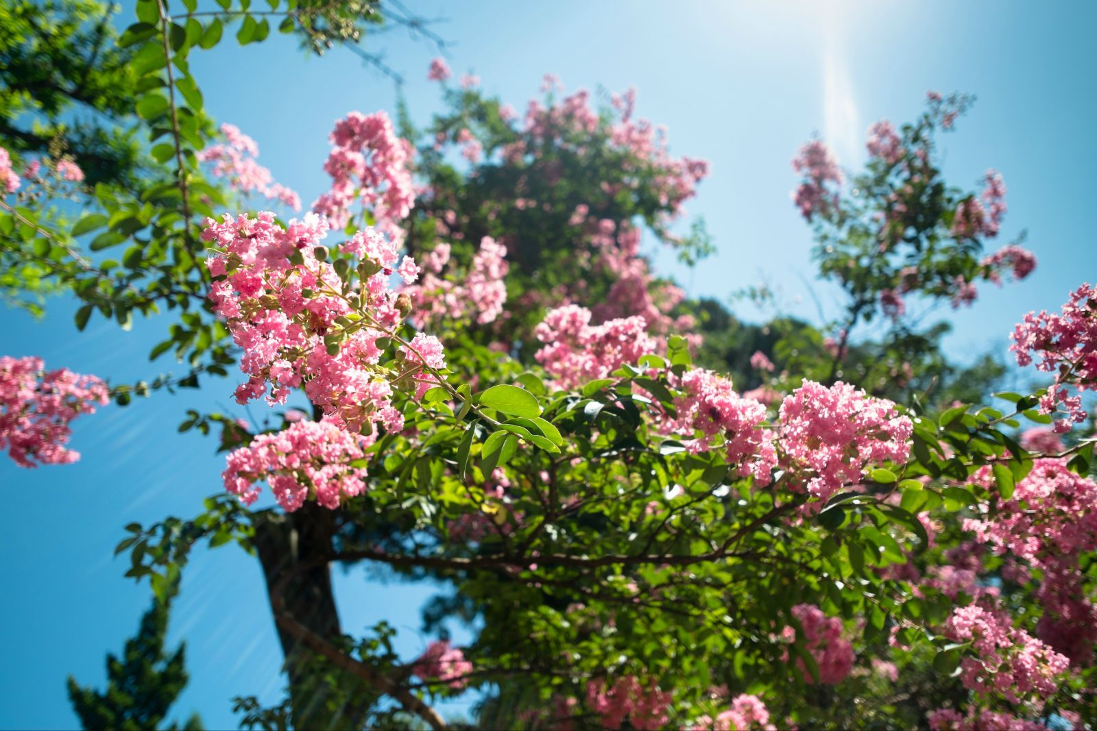 樱花睿雪的个人主页（封面预览） - 主页封面设置 - 站酷设计师樱花睿雪原创素材 - 站酷ZCOOL