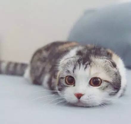 WhiteBunny的個(gè)人主頁（封面預(yù)覽） - 主頁封面設(shè)置 - 站酷設(shè)計(jì)師WhiteBunny原創(chuàng)素材 - 站酷ZCOOL