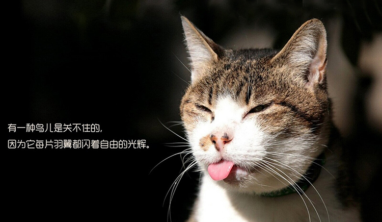 沸腾的多宝鱼的个人主页（封面预览） - 主页封面设置 - 站酷设计师沸腾的多宝鱼原创素材 - 站酷ZCOOL