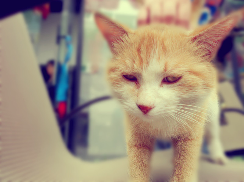 IssssQ的個(gè)人主頁(yè)（封面預(yù)覽） - 主頁(yè)封面設(shè)置 - 站酷設(shè)計(jì)師IssssQ原創(chuàng)素材 - 站酷ZCOOL