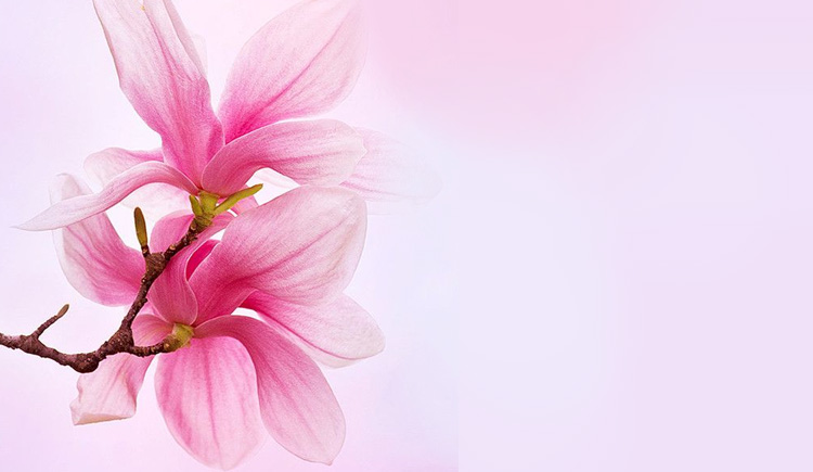 mickey杨的个人主页（封面预览） - 主页封面设置 - 站酷设计师mickey杨原创素材 - 站酷ZCOOL