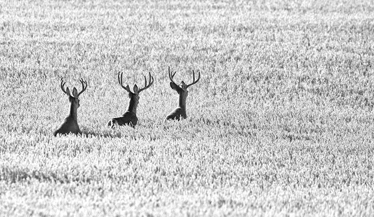 文刀至秦的個(gè)人主頁(yè)（封面預(yù)覽） - 主頁(yè)封面設(shè)置 - 站酷設(shè)計(jì)師文刀至秦原創(chuàng)素材 - 站酷ZCOOL