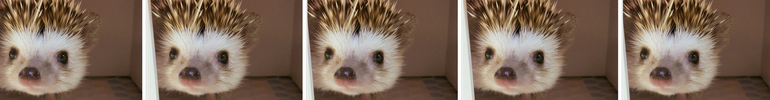 Wendy官的個人主頁（封面預覽） - 主頁封面設置 - 站酷設計師Wendy官原創(chuàng)素材 - 站酷ZCOOL