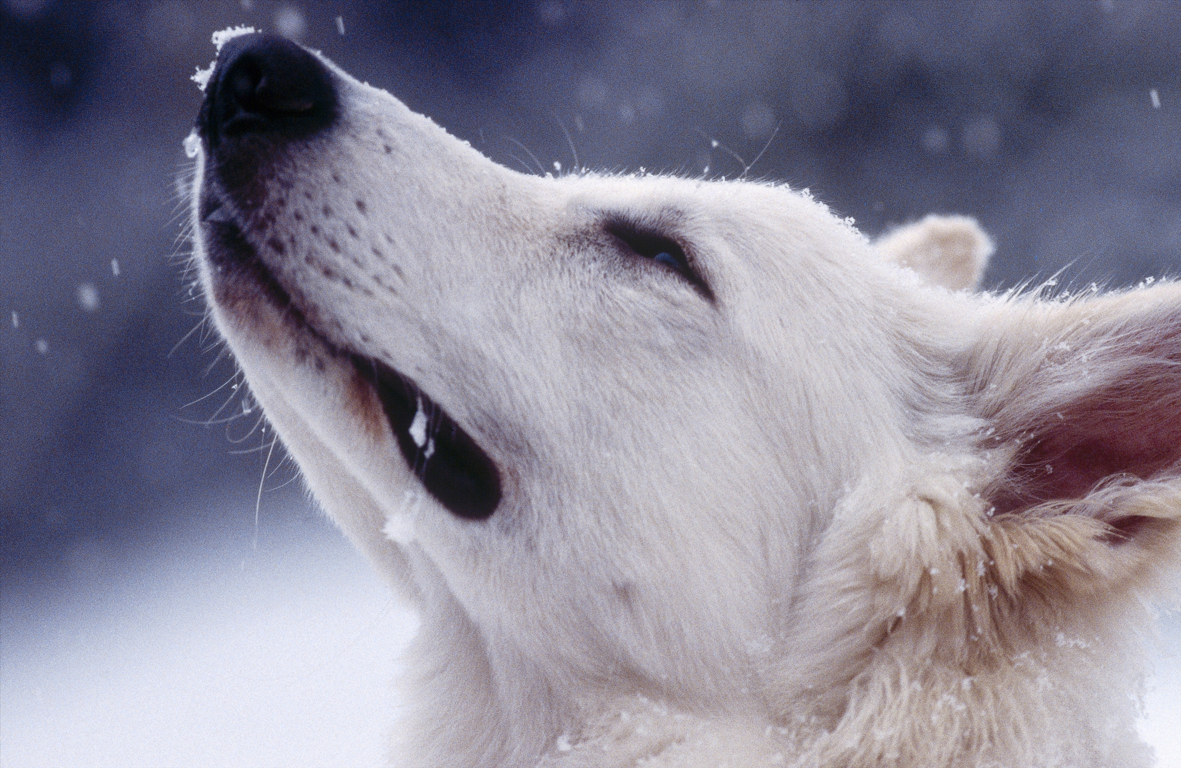 兩毛錢特效的個(gè)人主頁（封面預(yù)覽） - 主頁封面設(shè)置 - 站酷設(shè)計(jì)師兩毛錢特效原創(chuàng)素材 - 站酷ZCOOL