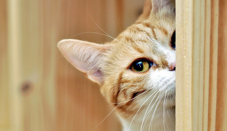 yancy1114的個(gè)人主頁（封面預(yù)覽） - 主頁封面設(shè)置 - 站酷設(shè)計(jì)師yancy1114原創(chuàng)素材 - 站酷ZCOOL