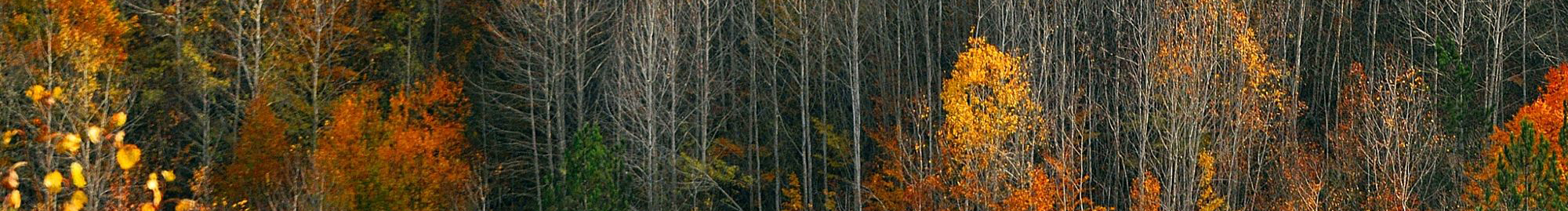 煙雨飄零xt的個人主頁（封面預覽） - 主頁封面設置 - 站酷設計師煙雨飄零xt原創(chuàng)素材 - 站酷ZCOOL