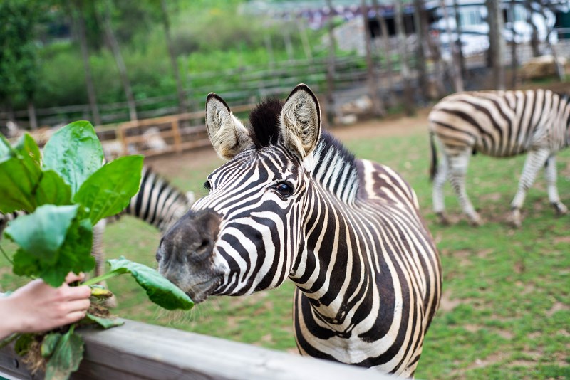 小西瓜的个人主页（封面预览） - 主页封面设置 - 站酷设计师小西瓜原创素材 - 站酷ZCOOL