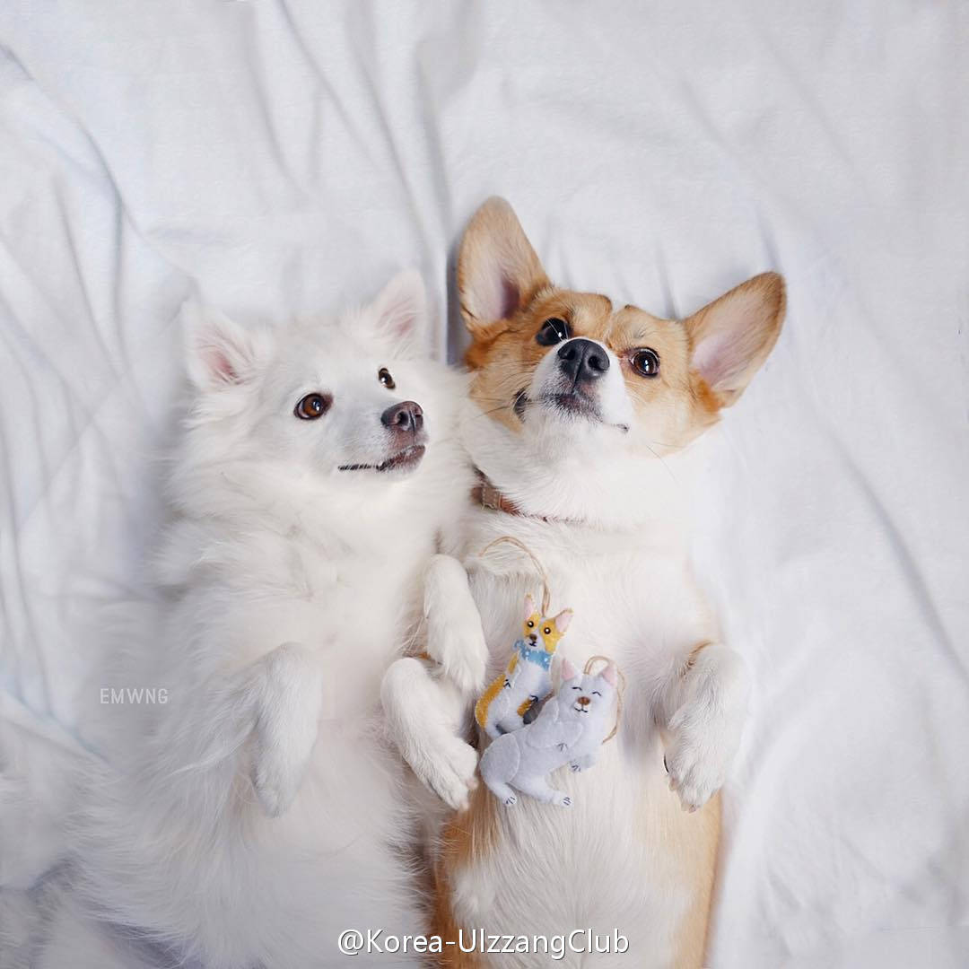 蜜西露的个人主页（封面预览） - 主页封面设置 - 站酷设计师蜜西露原创素材 - 站酷ZCOOL