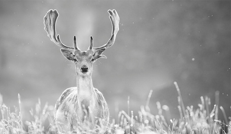 anvibao的個人主頁（封面預覽） - 主頁封面設置 - 站酷設計師anvibao原創(chuàng)素材 - 站酷ZCOOL