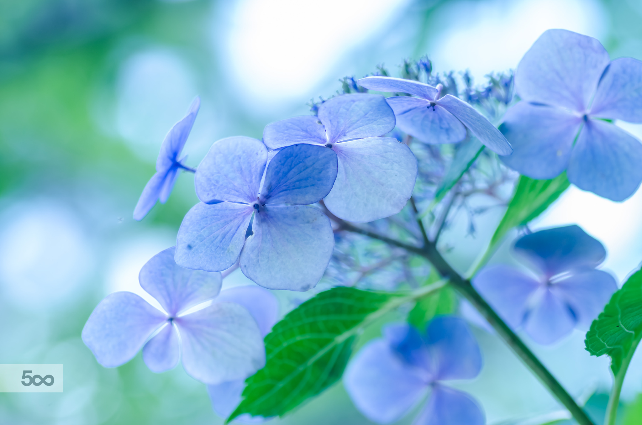 dingdingsj的个人主页（封面预览） - 主页封面设置 - 站酷设计师dingdingsj原创素材 - 站酷ZCOOL