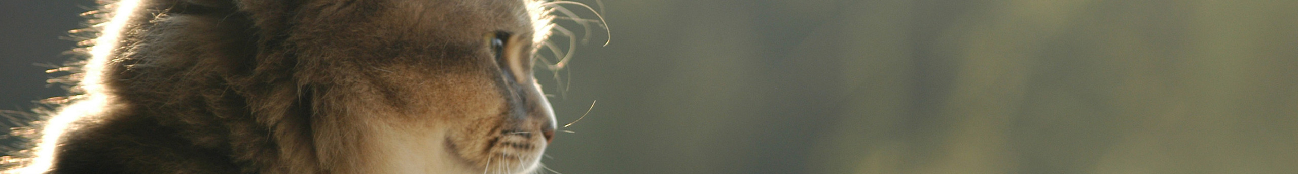 HINS丨軒的個人主頁（封面預覽） - 主頁封面設置 - 站酷設計師HINS丨軒原創(chuàng)素材 - 站酷ZCOOL