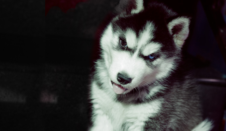 Choco_君仔的個(gè)人主頁（封面預(yù)覽） - 主頁封面設(shè)置 - 站酷設(shè)計(jì)師Choco_君仔原創(chuàng)素材 - 站酷ZCOOL