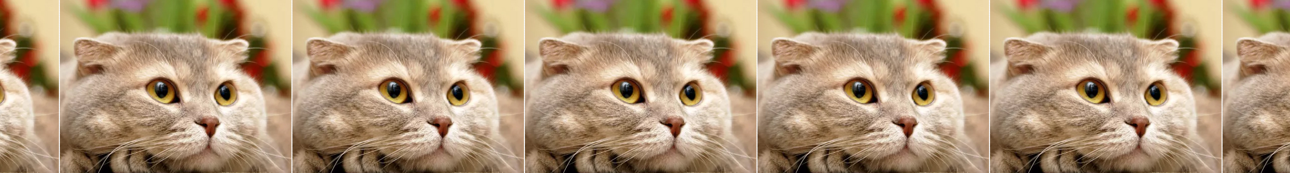 家有橘喵的個(gè)人主頁(yè)（封面預(yù)覽） - 主頁(yè)封面設(shè)置 - 站酷設(shè)計(jì)師家有橘喵原創(chuàng)素材 - 站酷ZCOOL