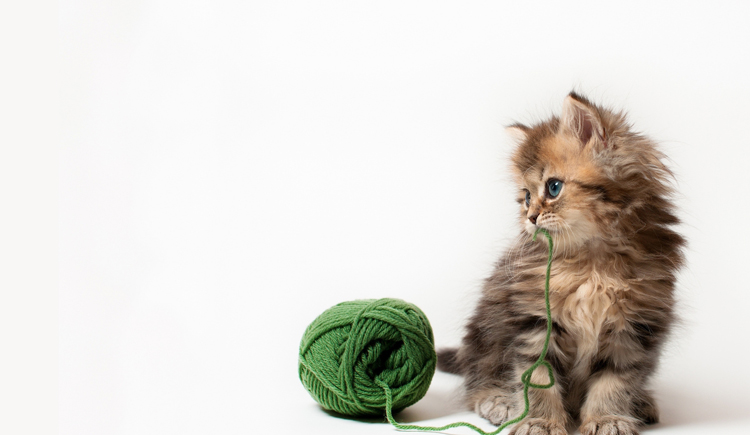 飛翔的胖子的個(gè)人主頁(yè)（封面預(yù)覽） - 主頁(yè)封面設(shè)置 - 站酷設(shè)計(jì)師飛翔的胖子原創(chuàng)素材 - 站酷ZCOOL