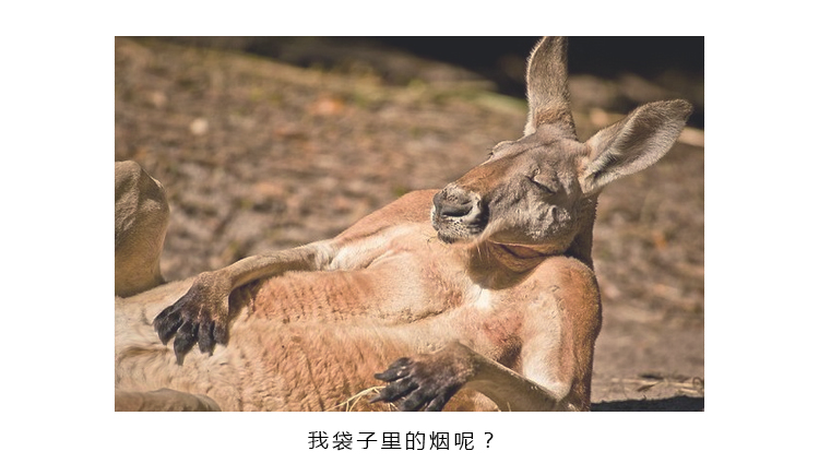 野狗的個人主頁（封面預(yù)覽） - 主頁封面設(shè)置 - 站酷設(shè)計師野狗原創(chuàng)素材 - 站酷ZCOOL