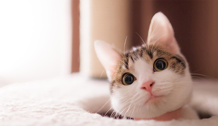 矯情花貓的個(gè)人主頁（封面預(yù)覽） - 主頁封面設(shè)置 - 站酷設(shè)計(jì)師矯情花貓?jiān)瓌?chuàng)素材 - 站酷ZCOOL