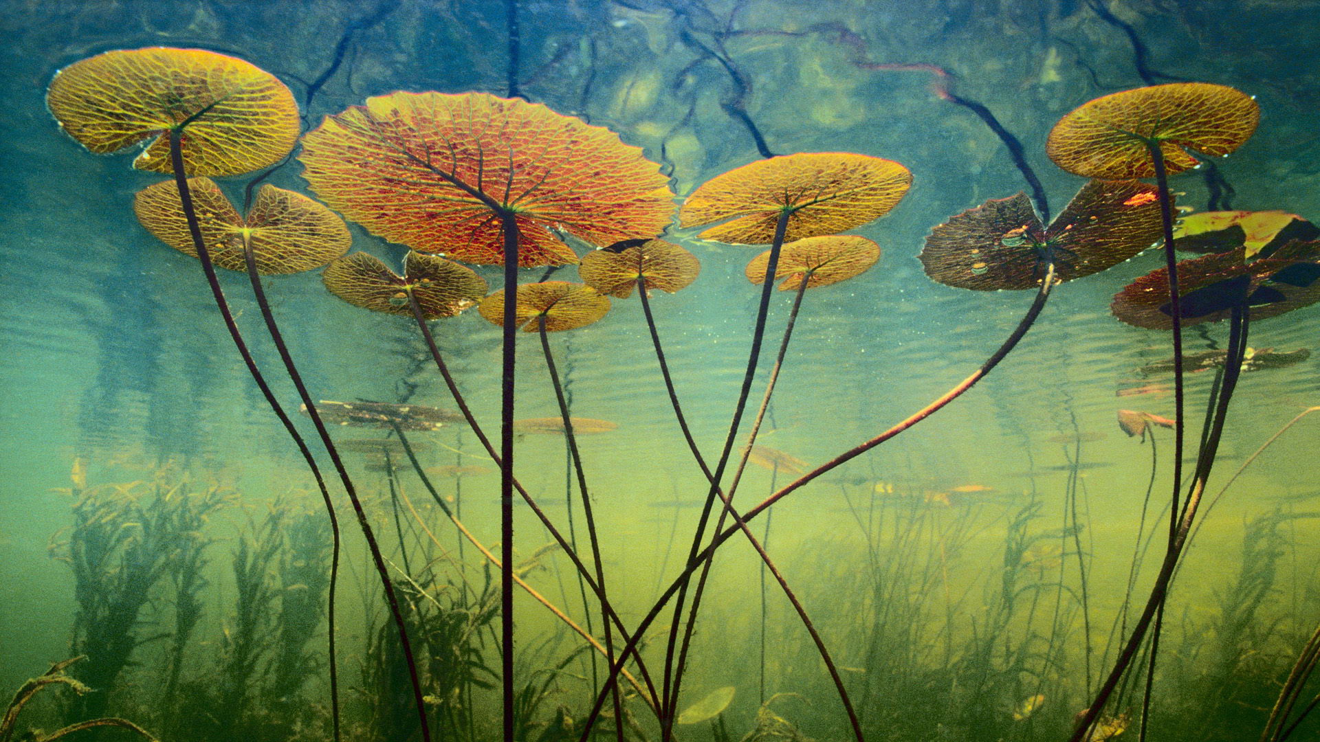 宋大神J的個人主頁（封面預(yù)覽） - 主頁封面設(shè)置 - 站酷設(shè)計(jì)師宋大神J原創(chuàng)素材 - 站酷ZCOOL