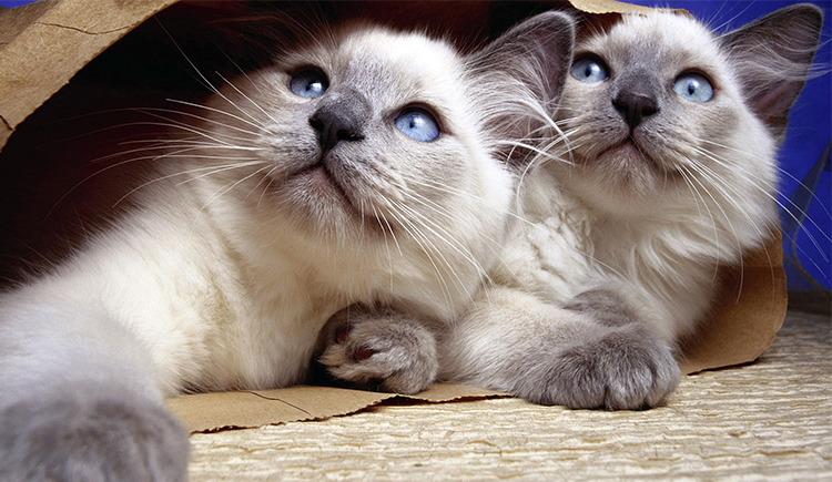 周永愛的個(gè)人主頁（封面預(yù)覽） - 主頁封面設(shè)置 - 站酷設(shè)計(jì)師周永愛原創(chuàng)素材 - 站酷ZCOOL