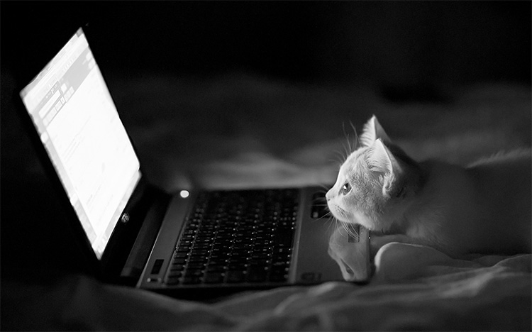 花不兰的个人主页（封面预览） - 主页封面设置 - 站酷设计师花不兰原创素材 - 站酷ZCOOL